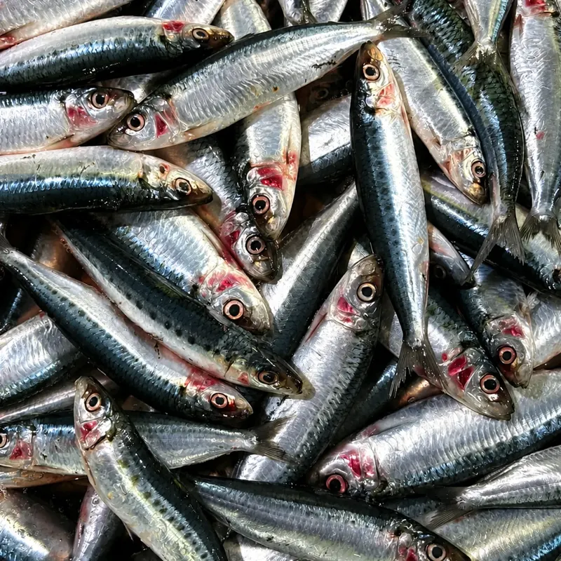 Lemuru Fish